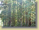 Hiking-Woodside-Oct2011 (12) * 3648 x 2736 * (5.89MB)